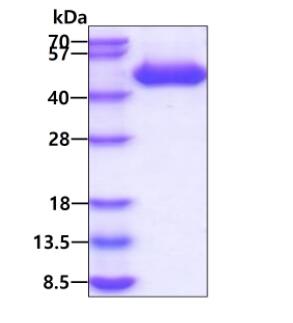 3 μg by SDS-PAGE under reducing condition and visualized by coomassie blue stain.